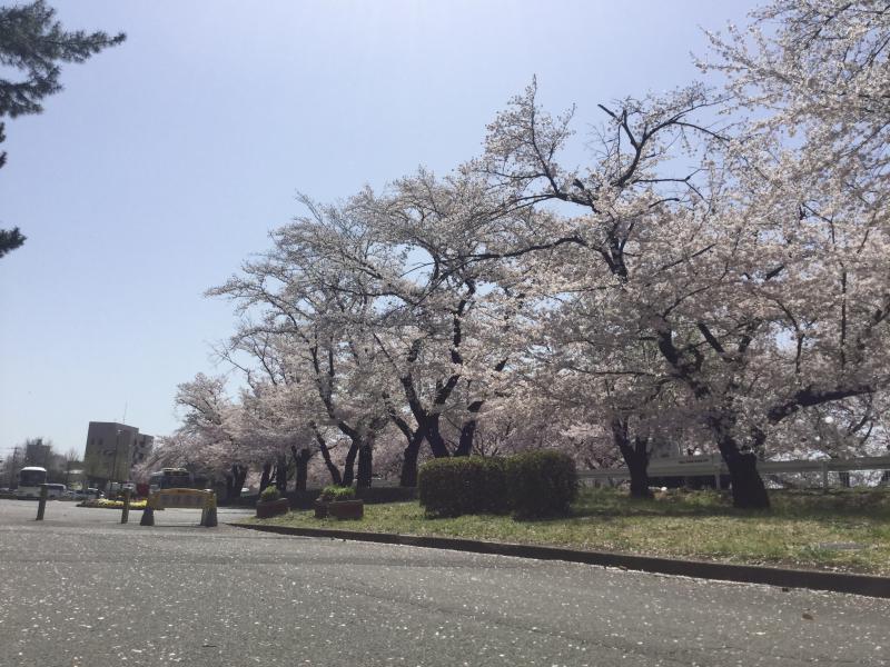 敷島公園オリジナルぐんまちゃん缶バッジを販売しています！