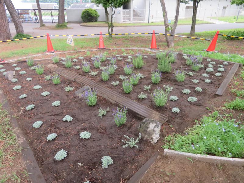 第1駐車場近くの花壇に多年草を植えました！